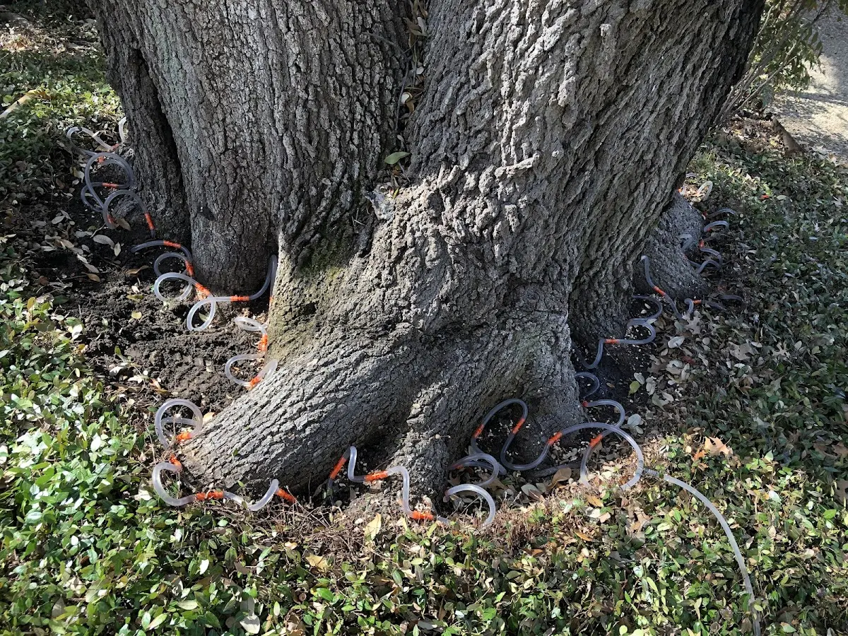 Detailed Tree Cabling and Bracing job site in South Gardiner