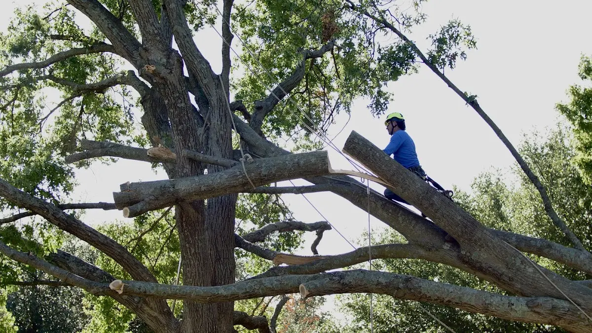 Professional Hazardous Tree Removal performed by certified arborists in South Gardiner