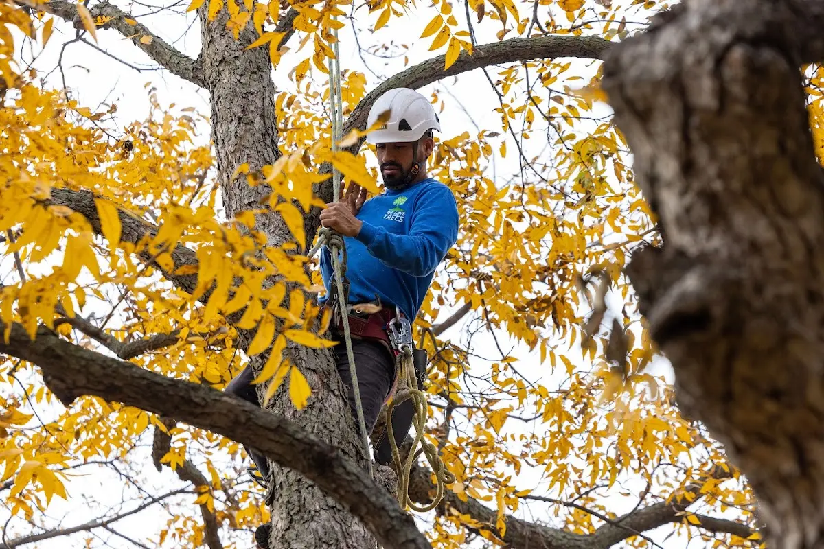 Skilled Tree Pruning crew working in South Gardiner