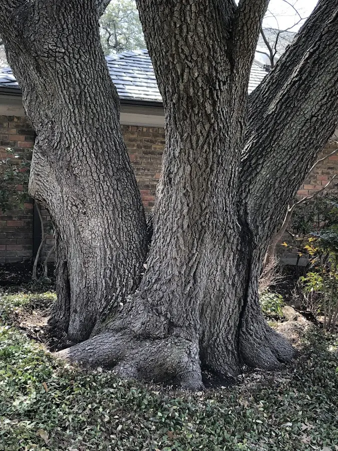 Mature heritage tree close to a South Gardiner property cared for by certified arborists